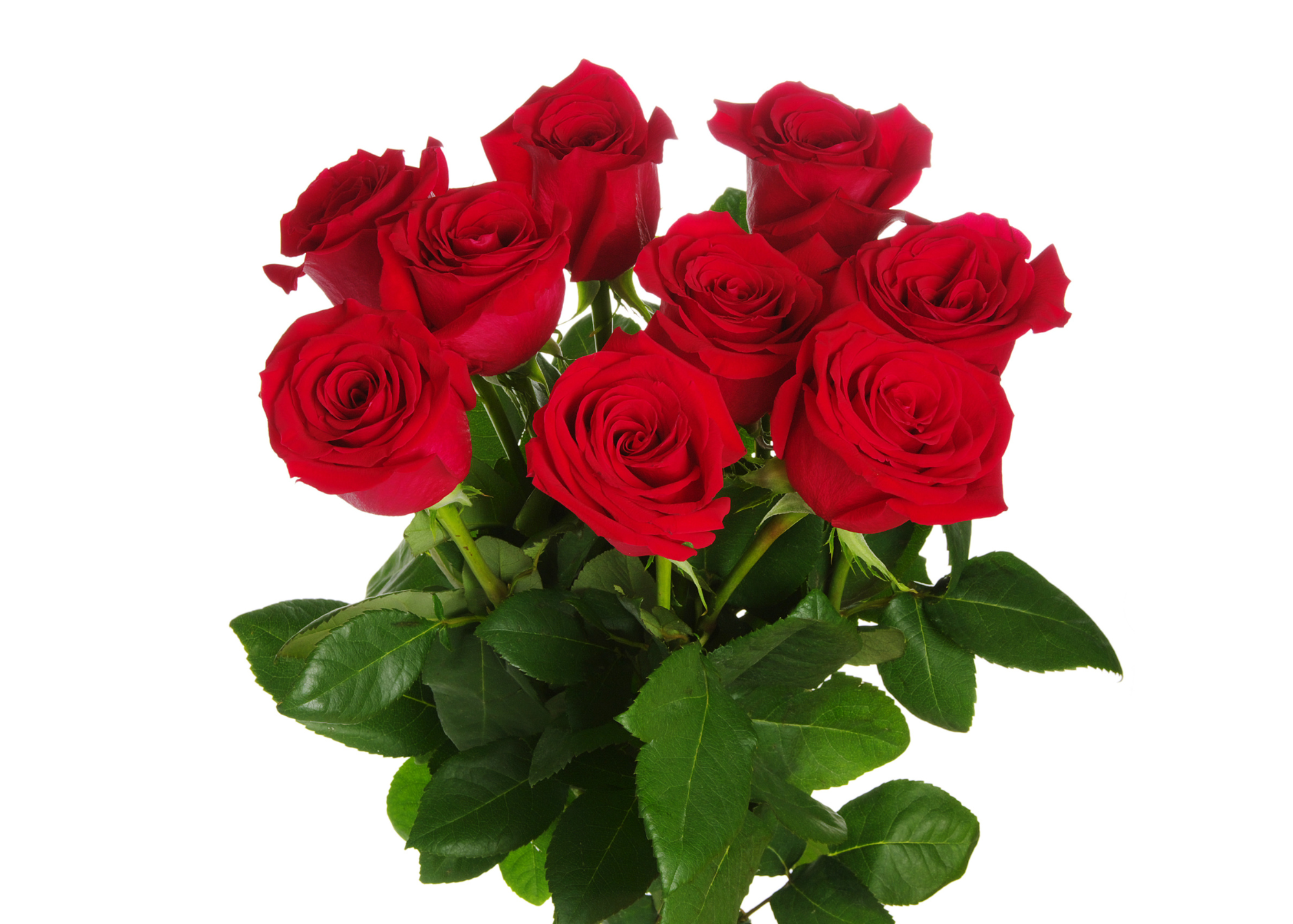 Roses Arrangements ~ Red or White