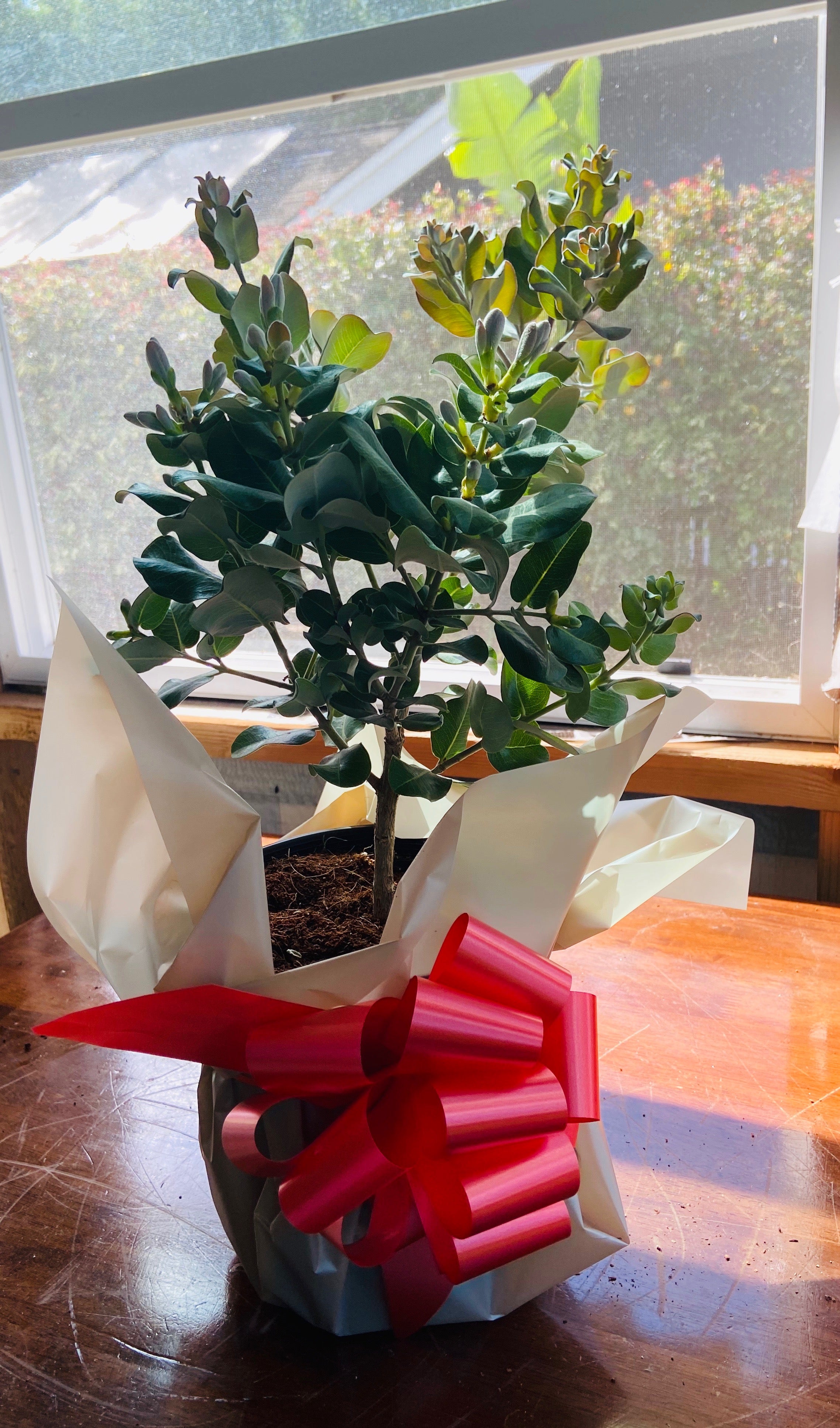 ‘Ōhi‘a Lehua Live Plant Gift