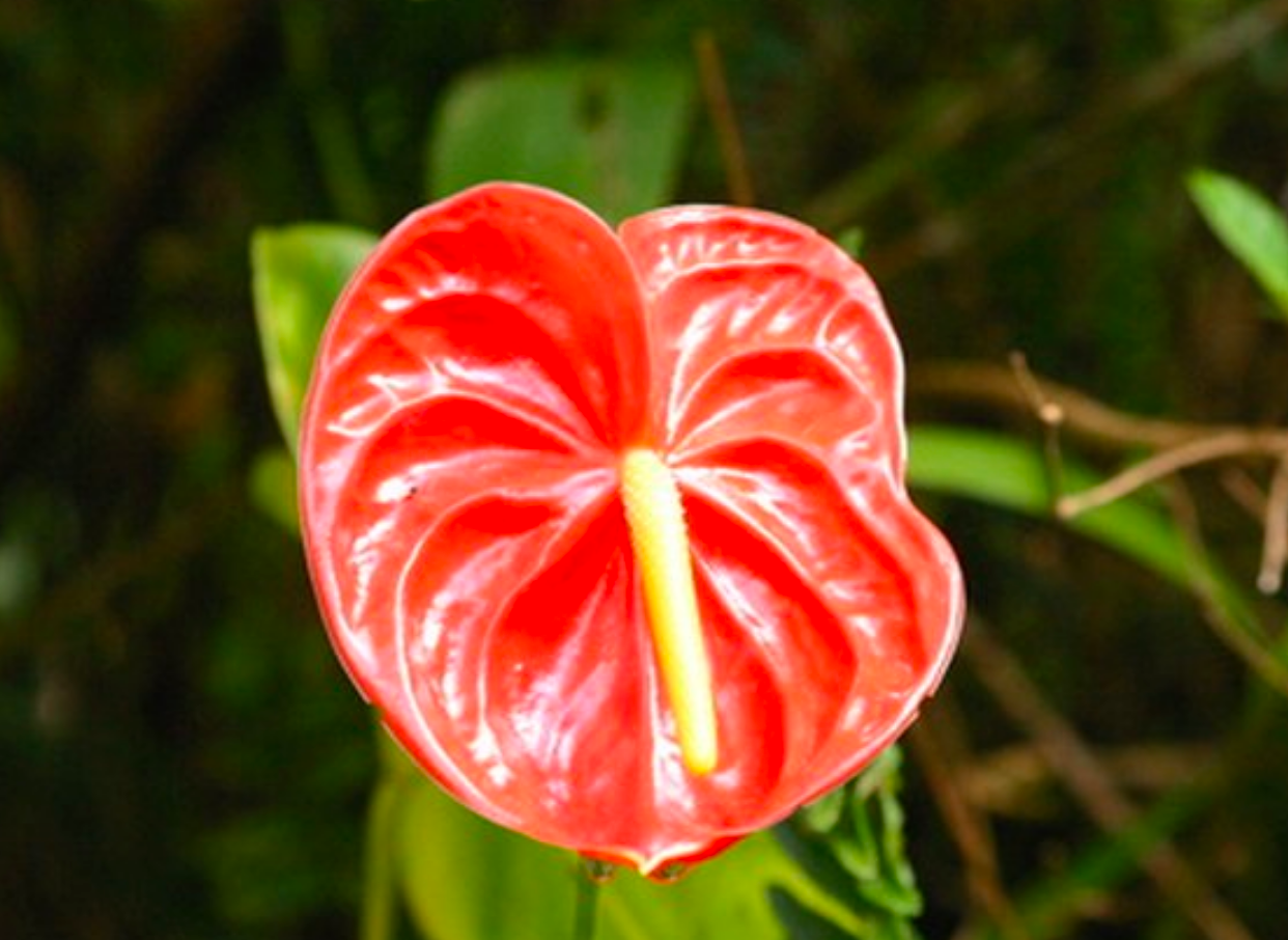 Puʻuwai ~ Hearts on a stem