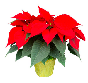 Red Poinsettia ~ Sold as an add on only.