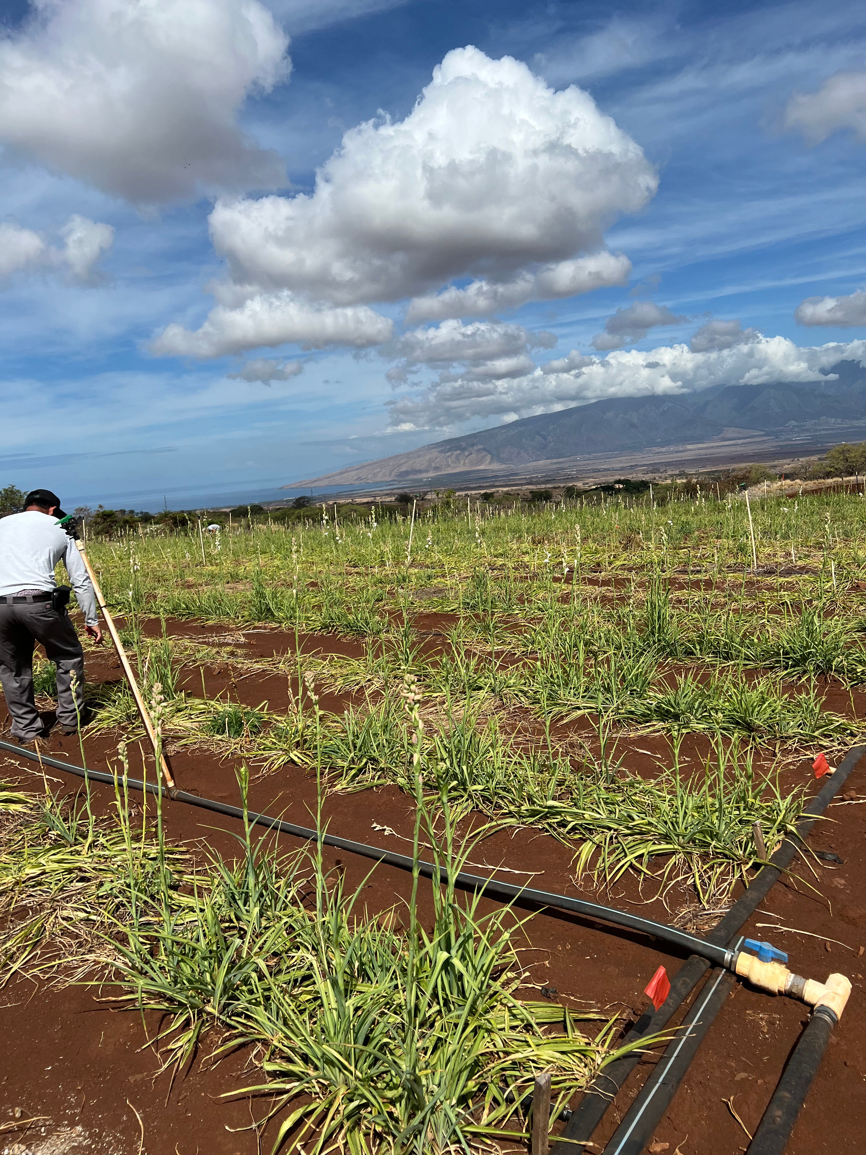 Fresh Maui Grown Tuberose Arrangements
