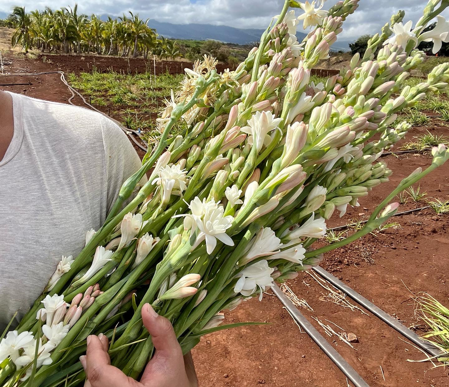 Fresh Maui Grown Tuberose Arrangements